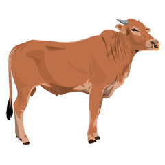 Illustration of a sturdy brown bull with a ring through its nose