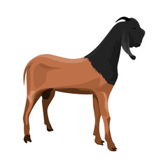 Brown goat with black head standing isolated on white background