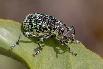 Botany Bay Diamond Weevil (Chrysolopus spectabilis) - Facing to the Right 