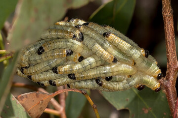 Sawfly Larvae Cluster on Eucalyptus