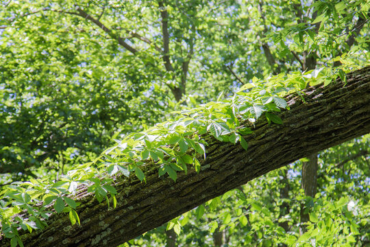leaning tree with a vine growing on it