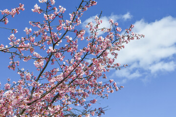 京都 淀水路の河津桜　Kawazu cherry blossoms in Yodo Suido, Kyoto