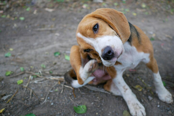Adorable Beagle Scratching Its Ear Outdoors in a Natural Environment