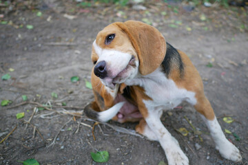 Adorable Beagle Scratching Its Ear Outdoors in a Natural Environment