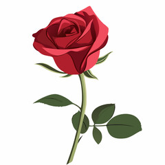 Fototapeta premium Deep red rose flower with green leaves sketch style vector illustration