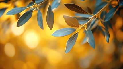 Olive branches backlit sunset bokeh background