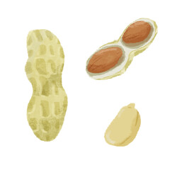 落花生の手描きカラーイラストセット
