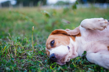 A Cute Beagle Lying on Its Back on Grass in a Relaxed Outdoor Setting