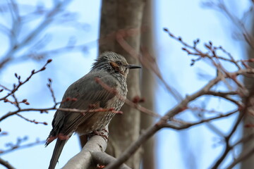 japanese bird