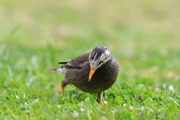 white cheeked starling