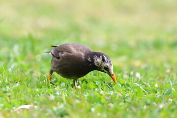 white cheeked starling