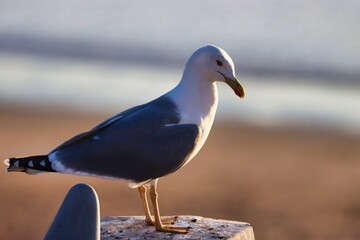 Ensenada , Mexico