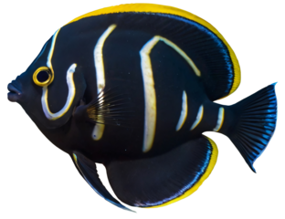 pinnate batfish on white