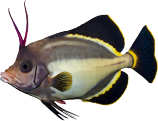 batfish isolated on white