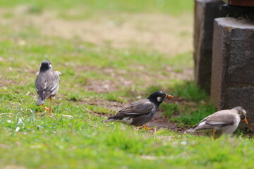 white cheeked starling