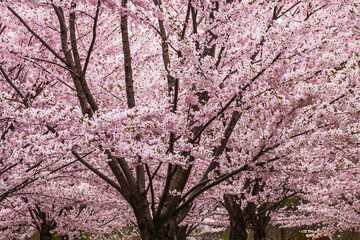 Blooming cherry tree with pink flowers growing in garden in spring. Japanese cherry or sakura or cherry blossom.
