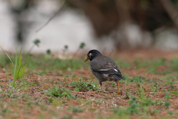 white cheeked starling