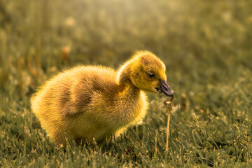 Cute canada goose goslings wandering around the grassland  feeding on grasses. and playing with dandellion