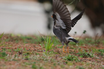 white cheeked starling