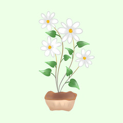 bouquet of flowers (White flowers in a pot)