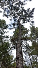 a tourist spot filled with trees and very beautiful