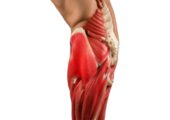 Inflamed Psoas Major. isolated on transparent or white background