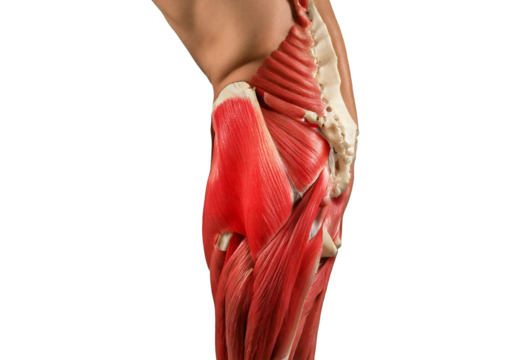 Inflamed Psoas Major. isolated on transparent or white background