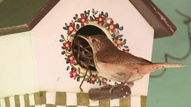 Southern House Wren bird (Troglodytes musculus) feeding nestlings small insects in a nest box