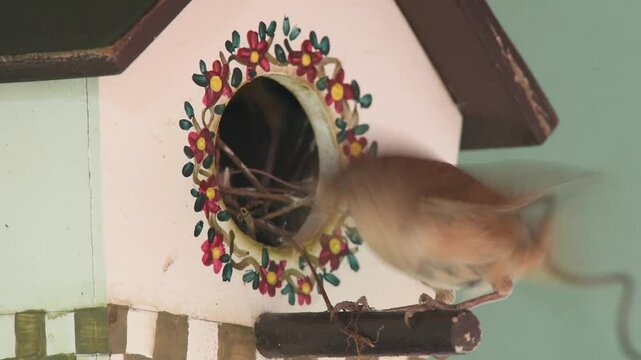Southern House Wren bird (Troglodytes musculus) feeding nestlings and removing droppings from artificial nest box