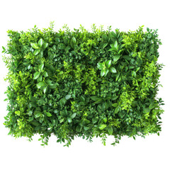 Obraz premium A green plant wall with green leaves. The wall is made of fake plants and is on a white background