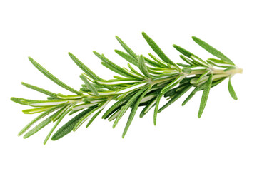 Fototapeta premium Fresh rosemary branch