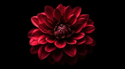 Striking red dahlia flower against a black background
