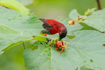 Crimson Sunbird Feeding on Tropical Flowers