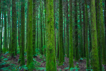 Moss covered tree trunks in dense forest