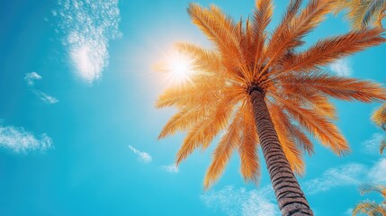 Sunny Palm Tree Tropical Sky Vacation Background
