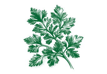 Parsley Hand Drawn Illustration Sketch Vector Isolated