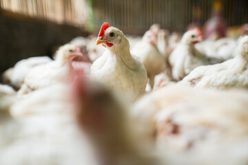 Group of healthy broiler chicken in poultry