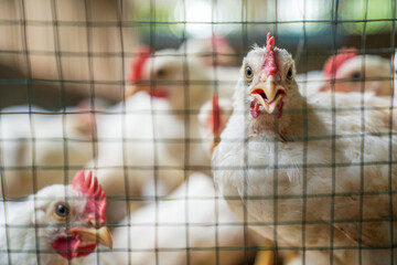 Group of healthy broiler chicken in poultry