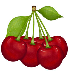 Watercolor sweet cherry fruit,cherry fruit