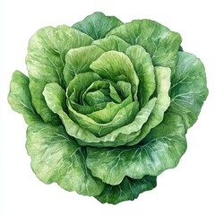 Obraz premium Detailed Watercolor Illustration Of A Green Vegetable