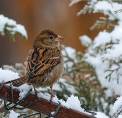 sparrow in the bushes
