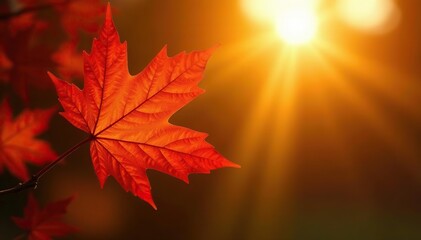 Warm sunlight casts golden glow on a maple leaf, tree, sunlight, leaf