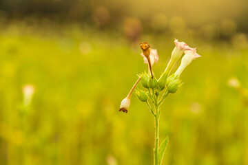 Tobacco is a field crop, like corn, cassava. Tobacco is a plant with a straight stem, roots, leaves, and beautiful flowers. When the flower sac is ripe, it contains many small seeds