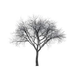 A solitary tree with bare branches stands against a white background, symbolizing winter's chill
