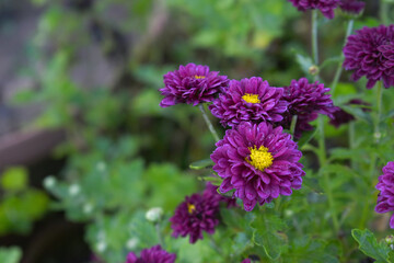 Beautiful Maroon chrysanthemum flowers closeup in the winter garden, Closeup of Chrysanthemum flower, Field of the Maroon Chrysanthemum, Beautiful Maroon flower blooming in nature.