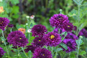 Fototapeta premium Beautiful Maroon chrysanthemum flowers closeup in the winter garden, Closeup of Chrysanthemum flower, Field of the Maroon Chrysanthemum, Beautiful Maroon flower blooming in nature.
