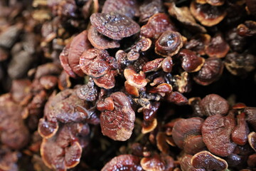 mashroom