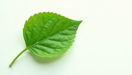 Obraz premium Single green leaf, stark white background, high detail, high resolution, green