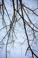Tree Without Leaves On A Clear Sky Background