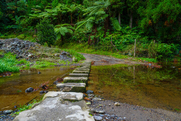 Stepping stones across stream in peaceful forest